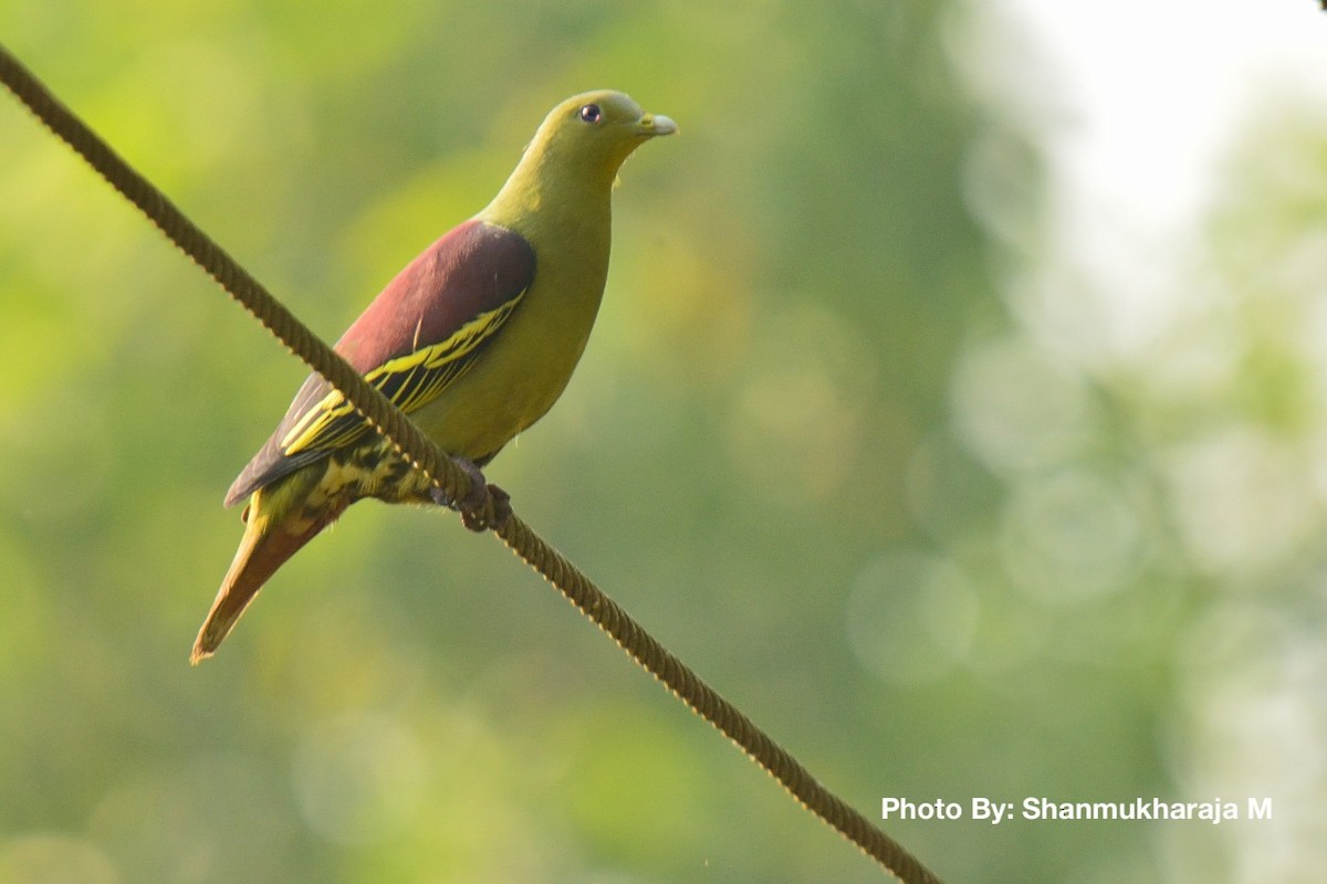 Gray-fronted Green-Pigeon - Shanmukharaja Muroor