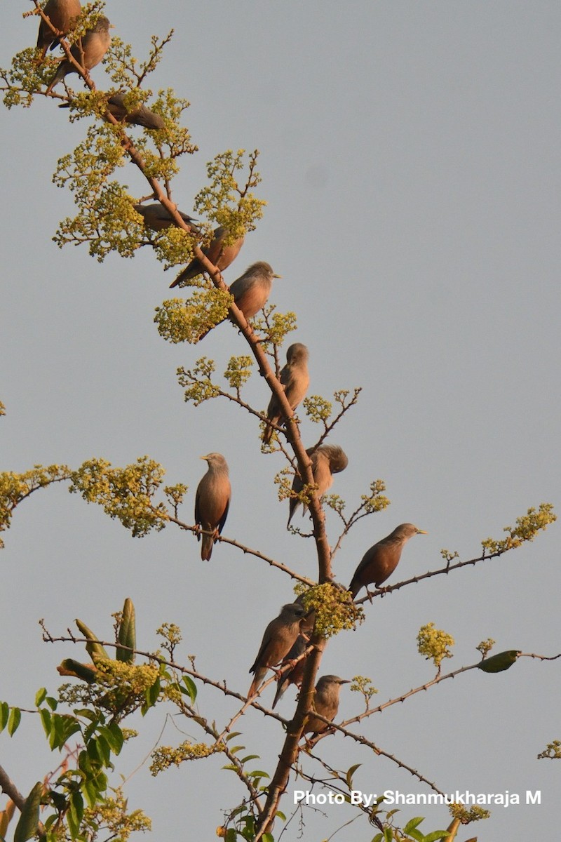 Chestnut-tailed Starling - Shanmukharaja Muroor