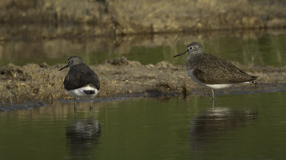 Green Sandpiper - ML531755671