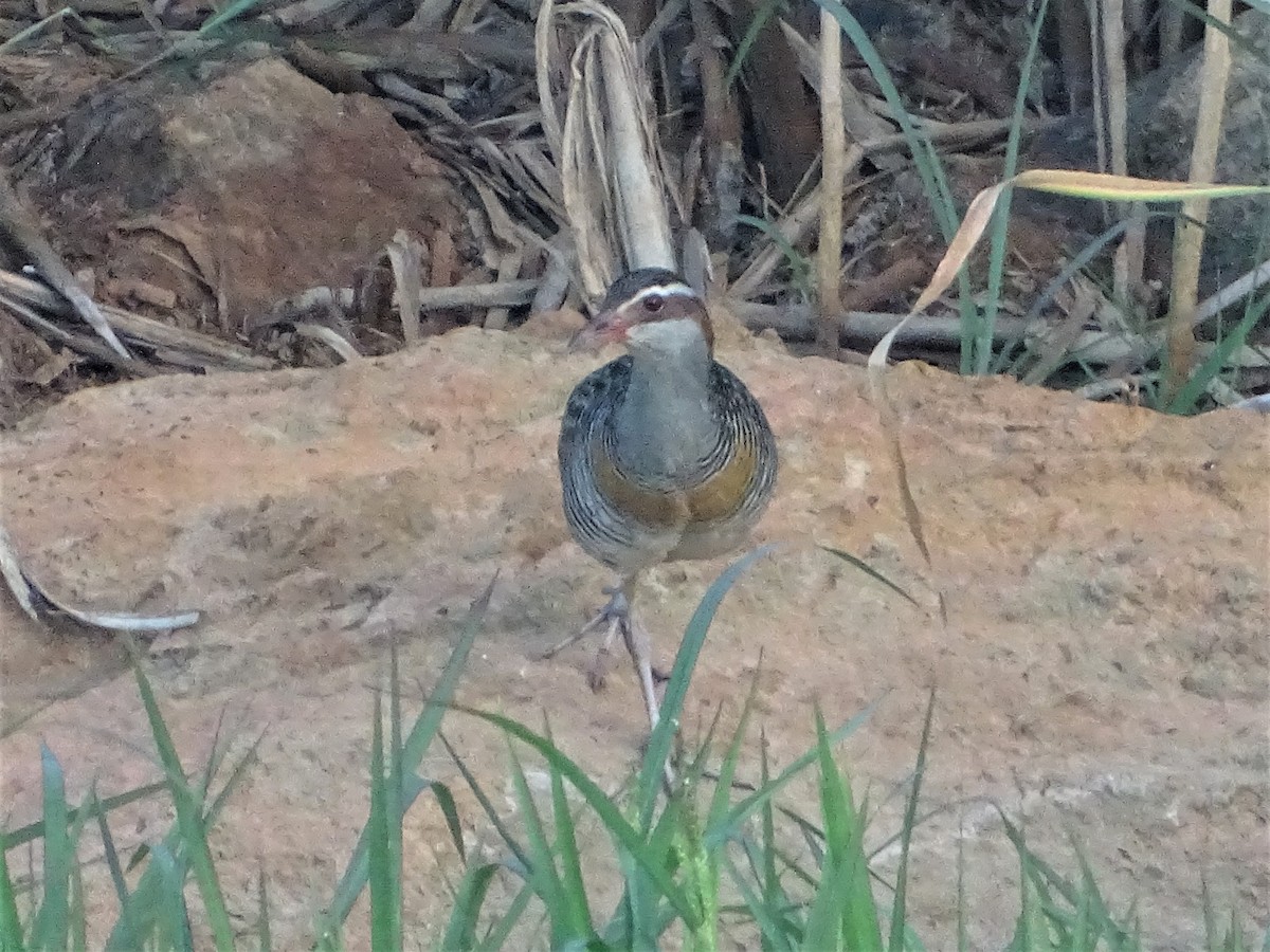 Buff-banded Rail - ML531755911