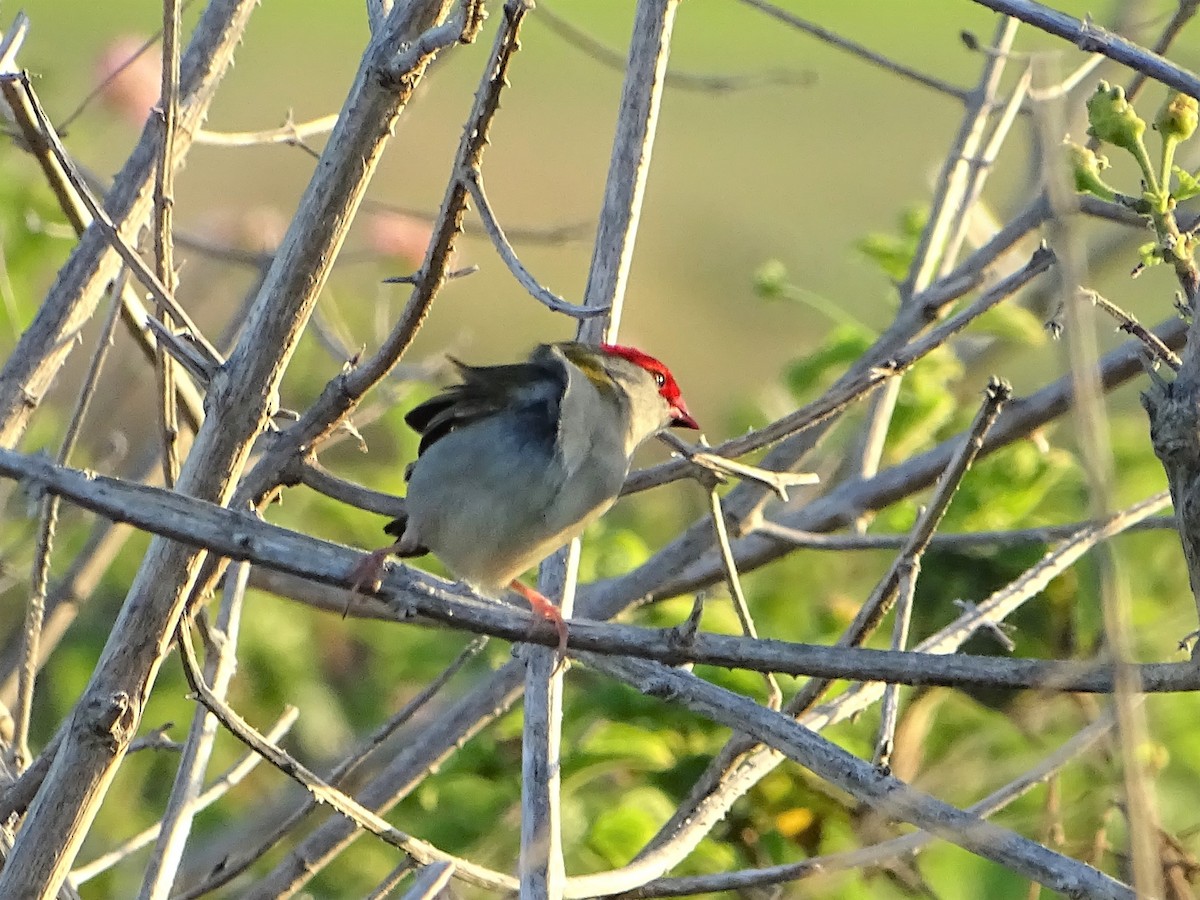 Red-browed Firetail - ML531756171