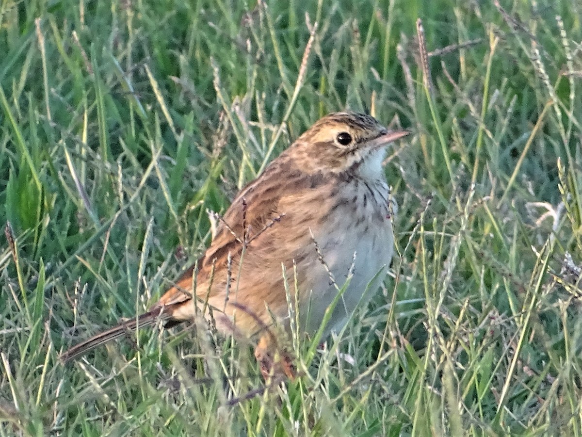 Australian Pipit - ML531756201