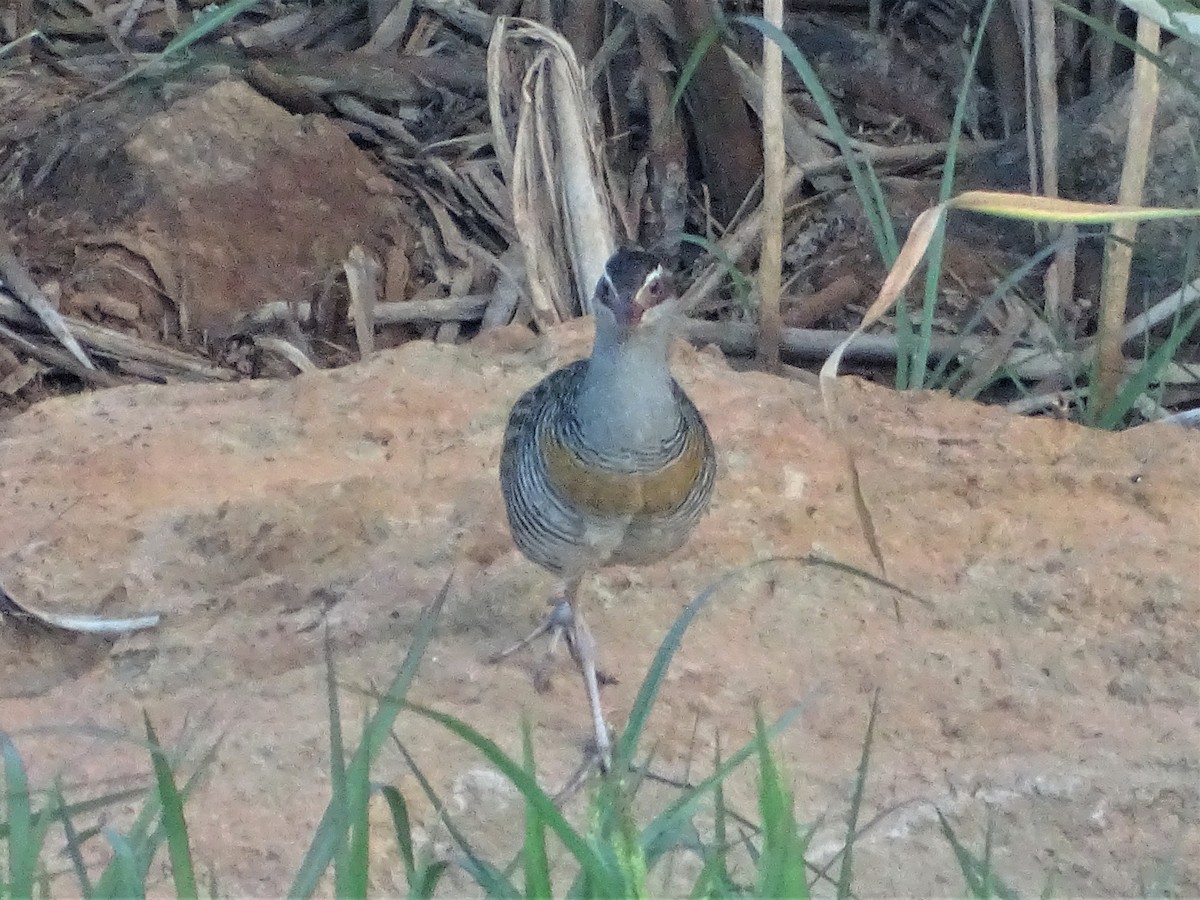 Buff-banded Rail - ML531756341