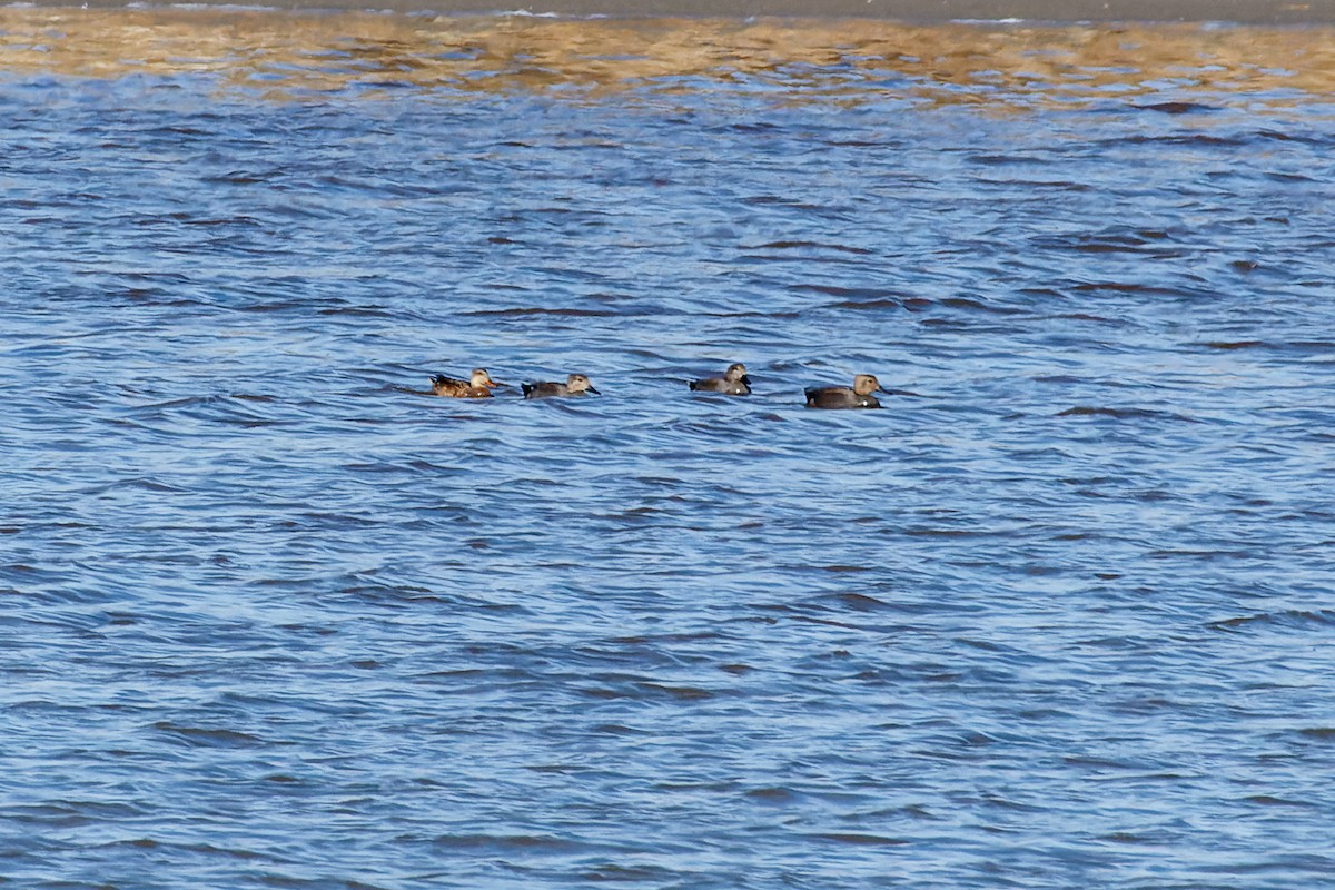 Ánade Friso - ML531756671