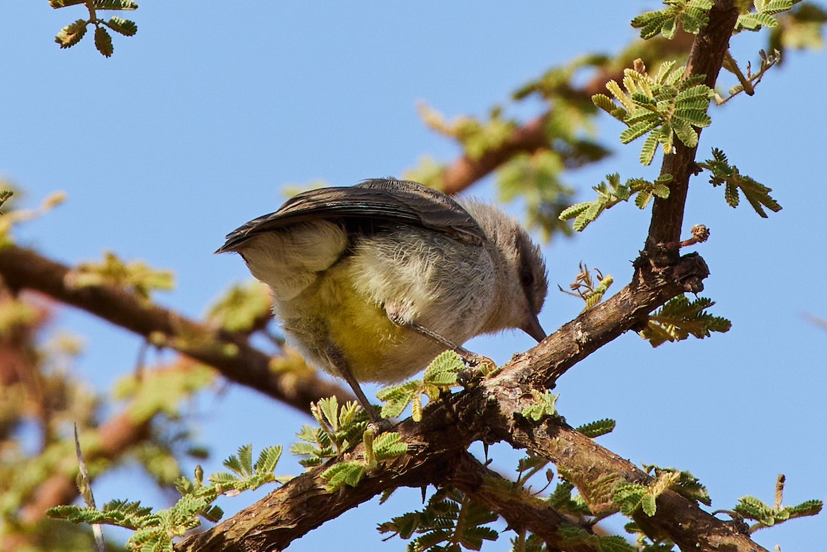 Yellow-vented Eremomela - ML531759041