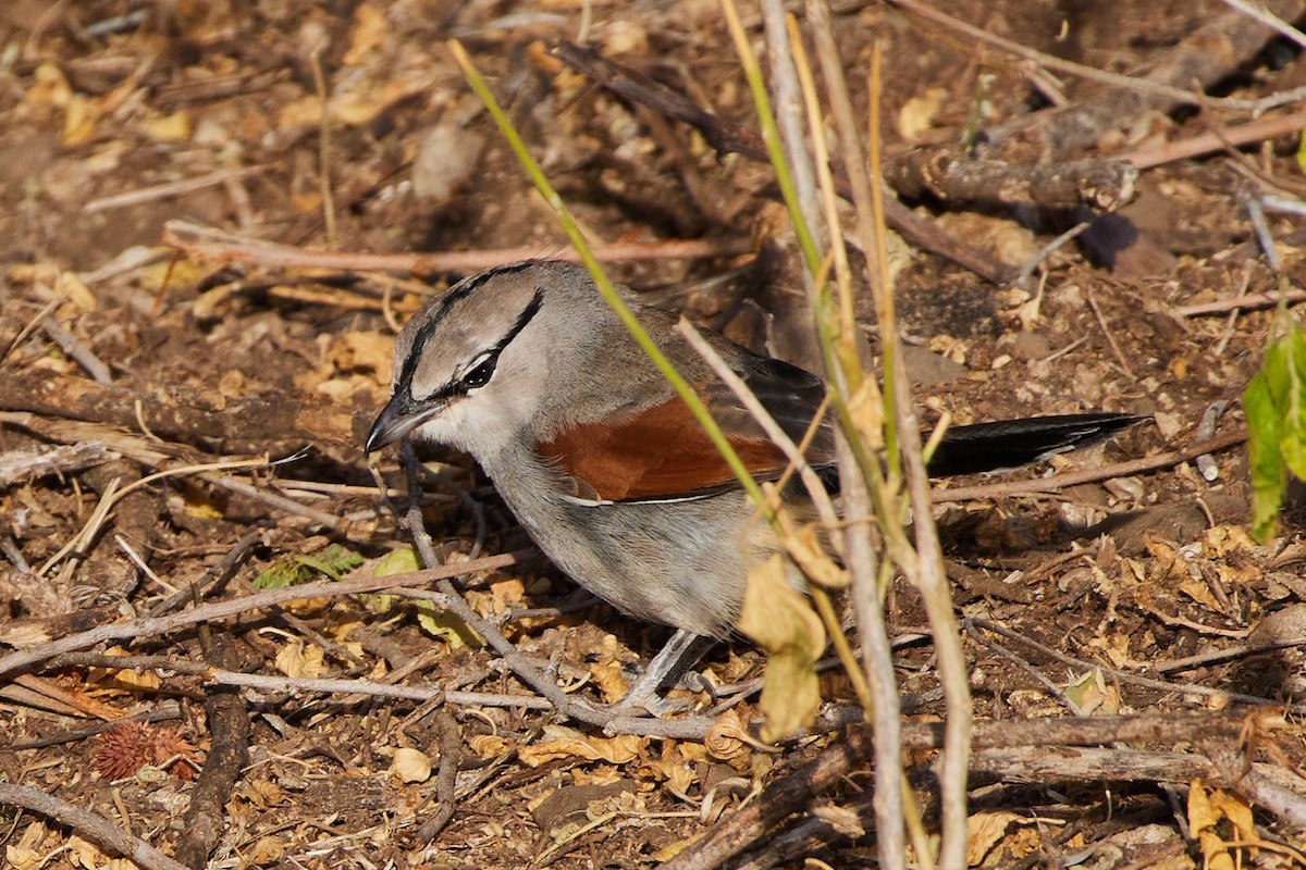 Three-streaked Tchagra - ML531760111