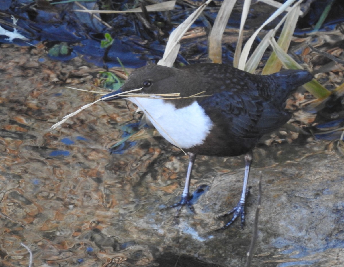 White-throated Dipper - ML531763251