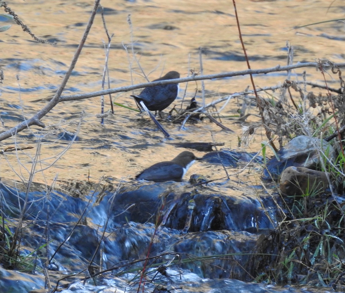 White-throated Dipper - ML531763271