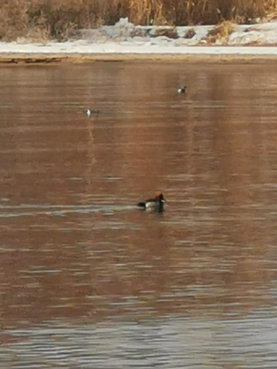 Red-crested Pochard - ML531763381