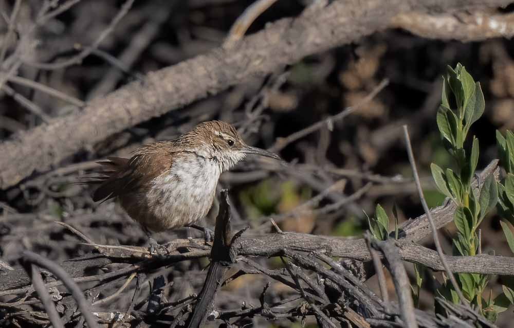 アカオイワカマドドリ - ML531763931