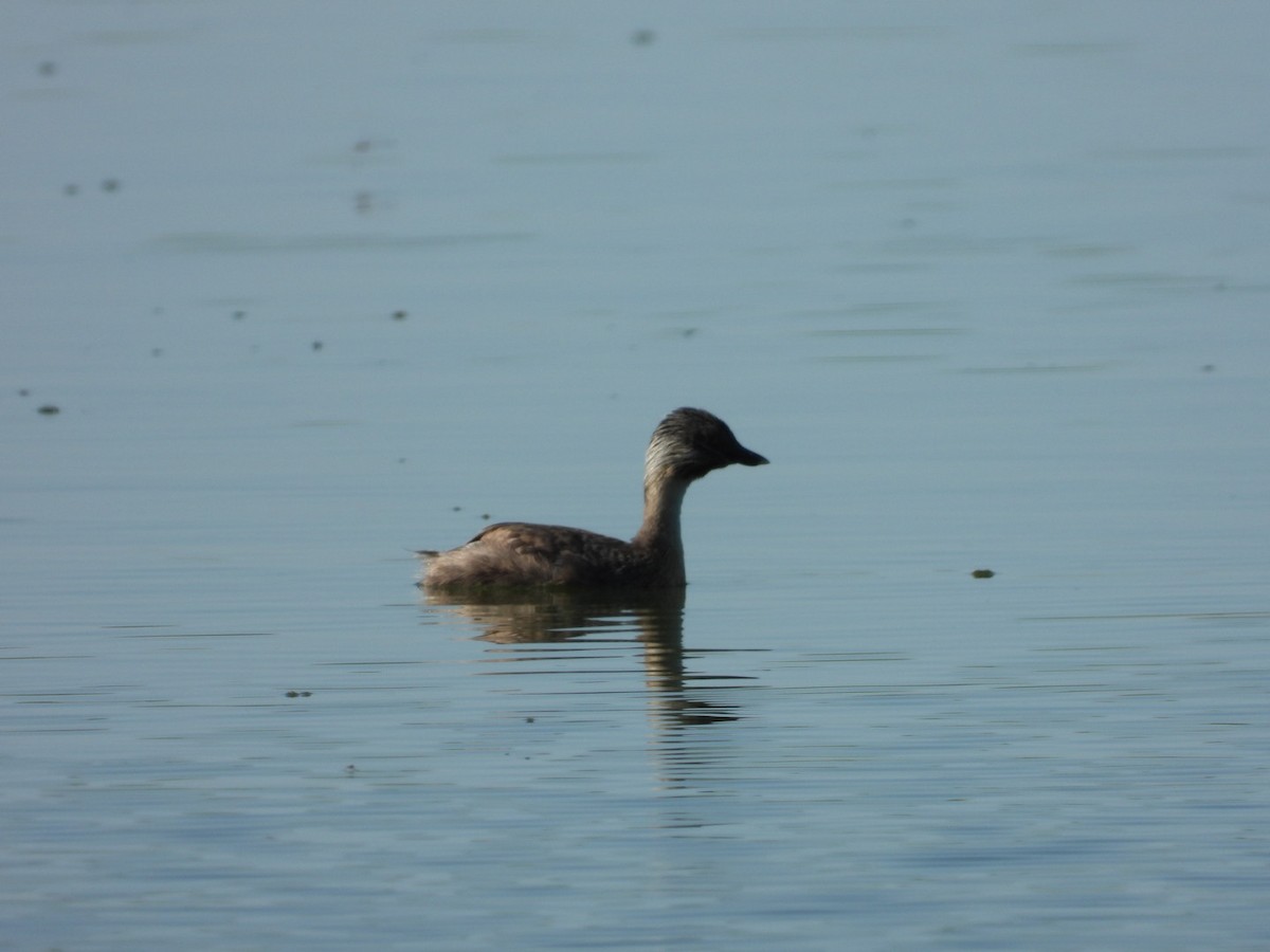 Hoary-headed Grebe - ML531765141