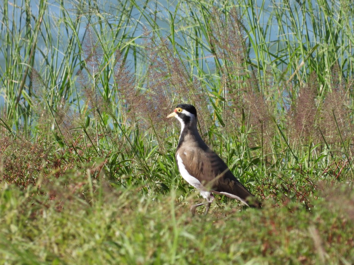 Banded Lapwing - Luke Enright