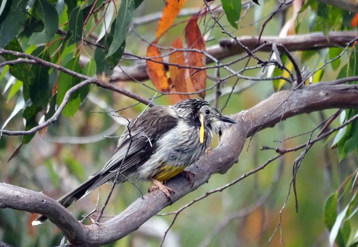 Yellow Wattlebird - ML531766171