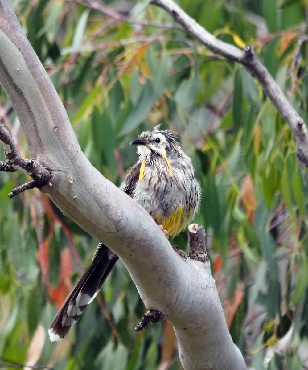 Yellow Wattlebird - ML531766271