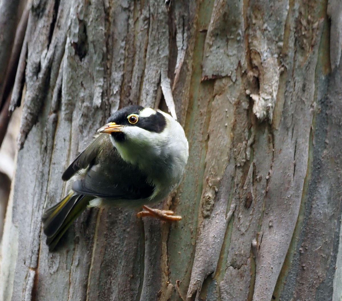 Strong-billed Honeyeater - ML531766591