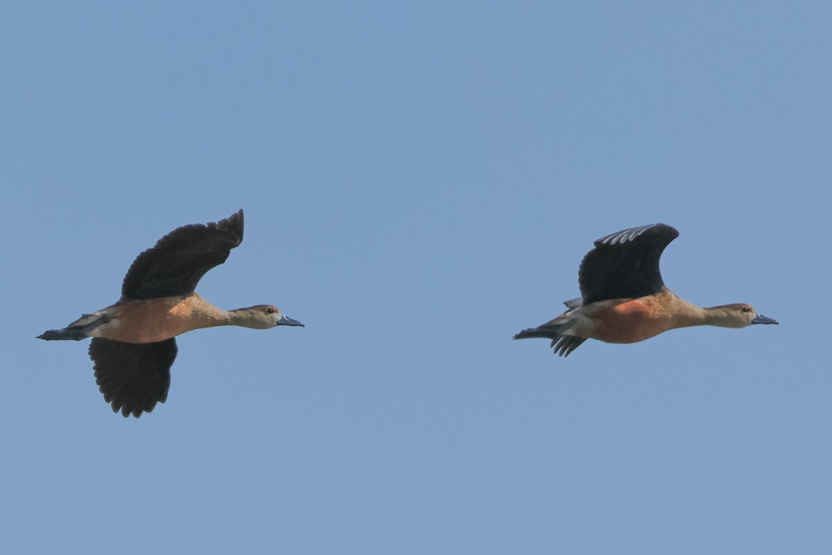 Dendrocygne siffleur - ML531767141