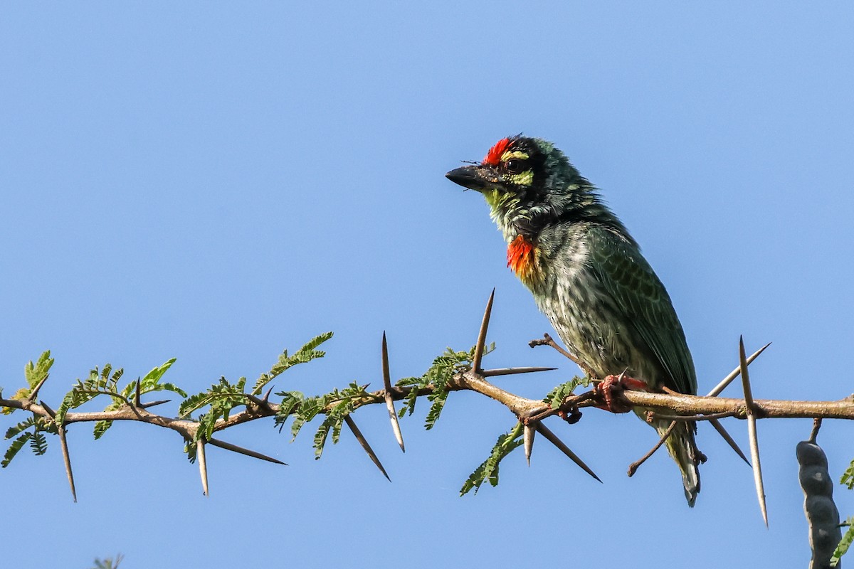 Barbu à plastron rouge - ML531767311