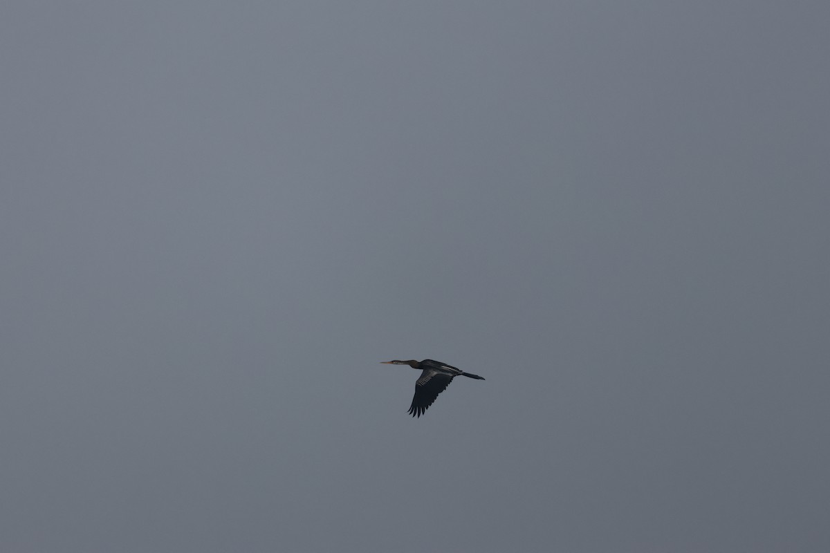 Oriental Darter - Rishikesh  Lande