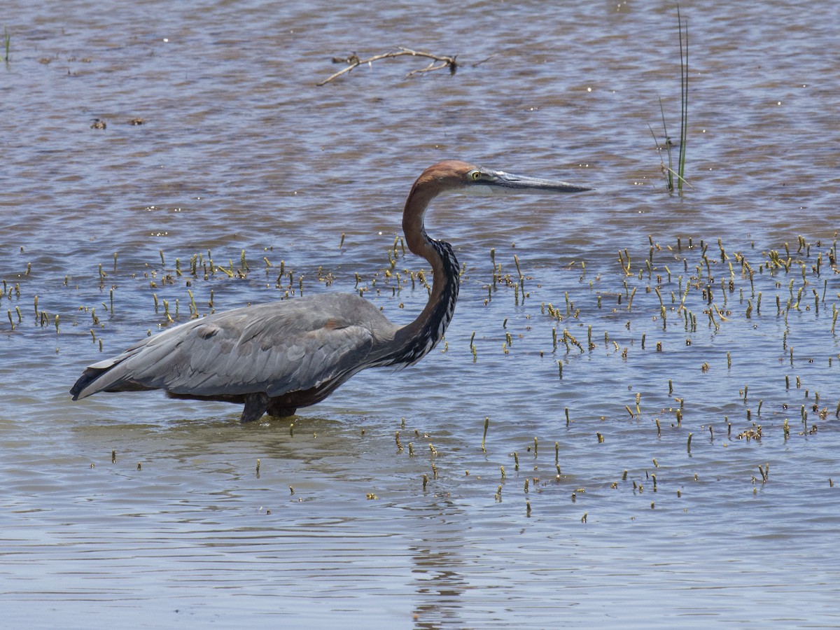 Goliath Heron - John  Bursnall