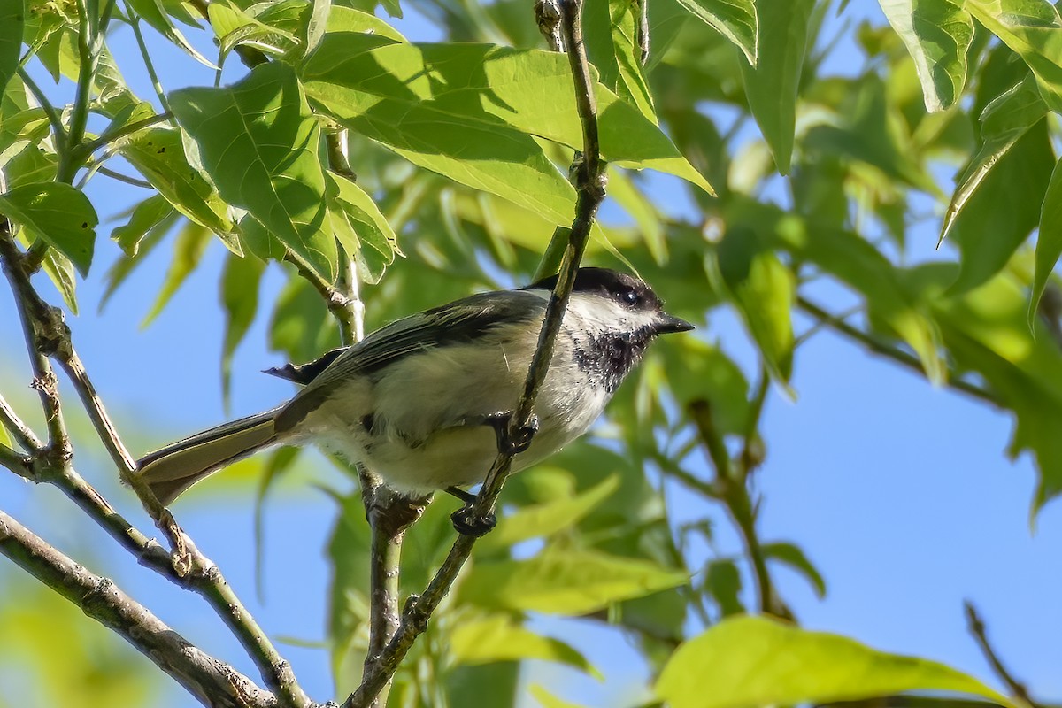 Black-capped Chickadee - Giuseppe Citino