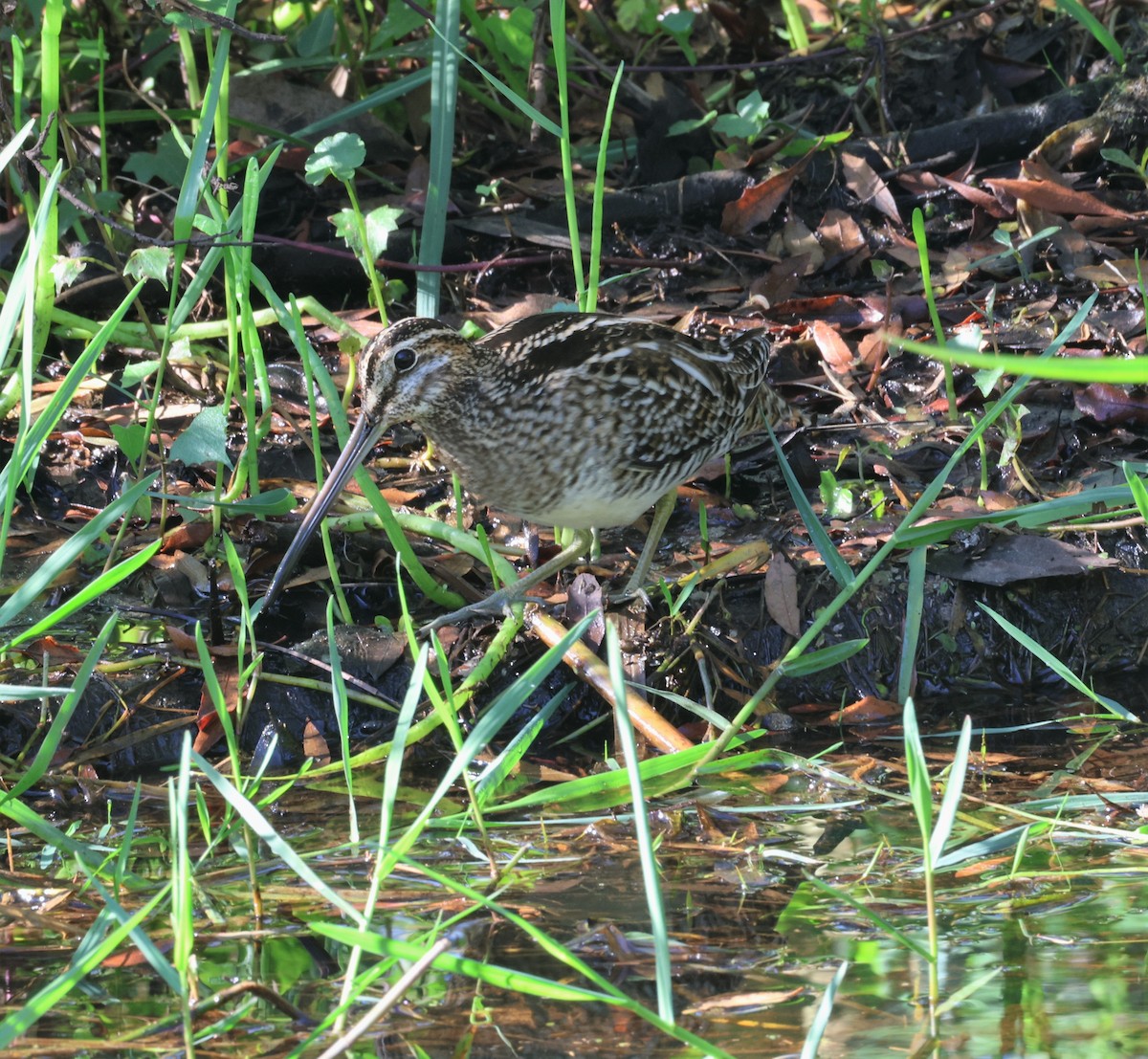 Bécassine de Wilson - ML531769091