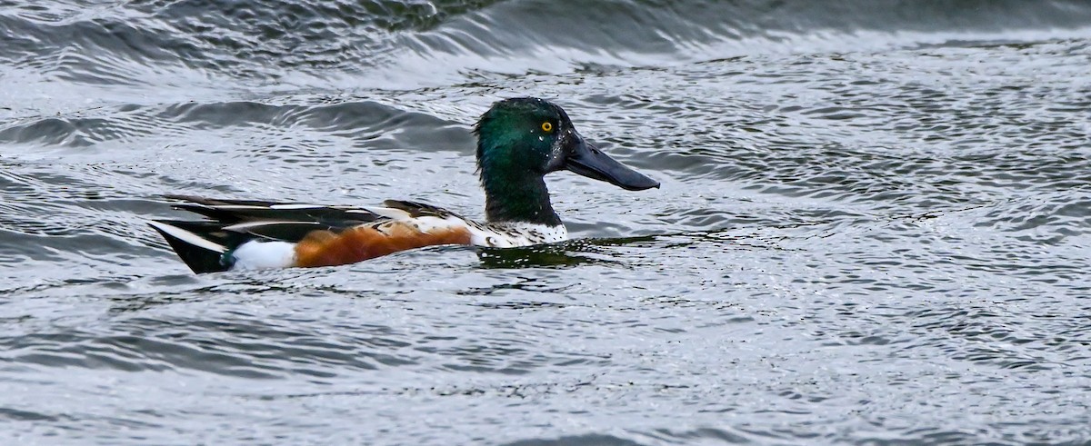 Northern Shoveler - ML531769101