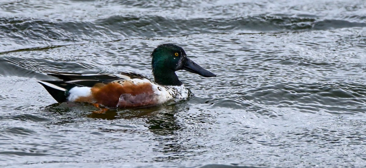 Northern Shoveler - ML531769131