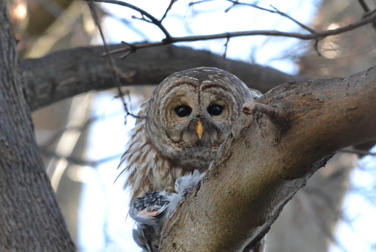 Barred Owl - ML531769411