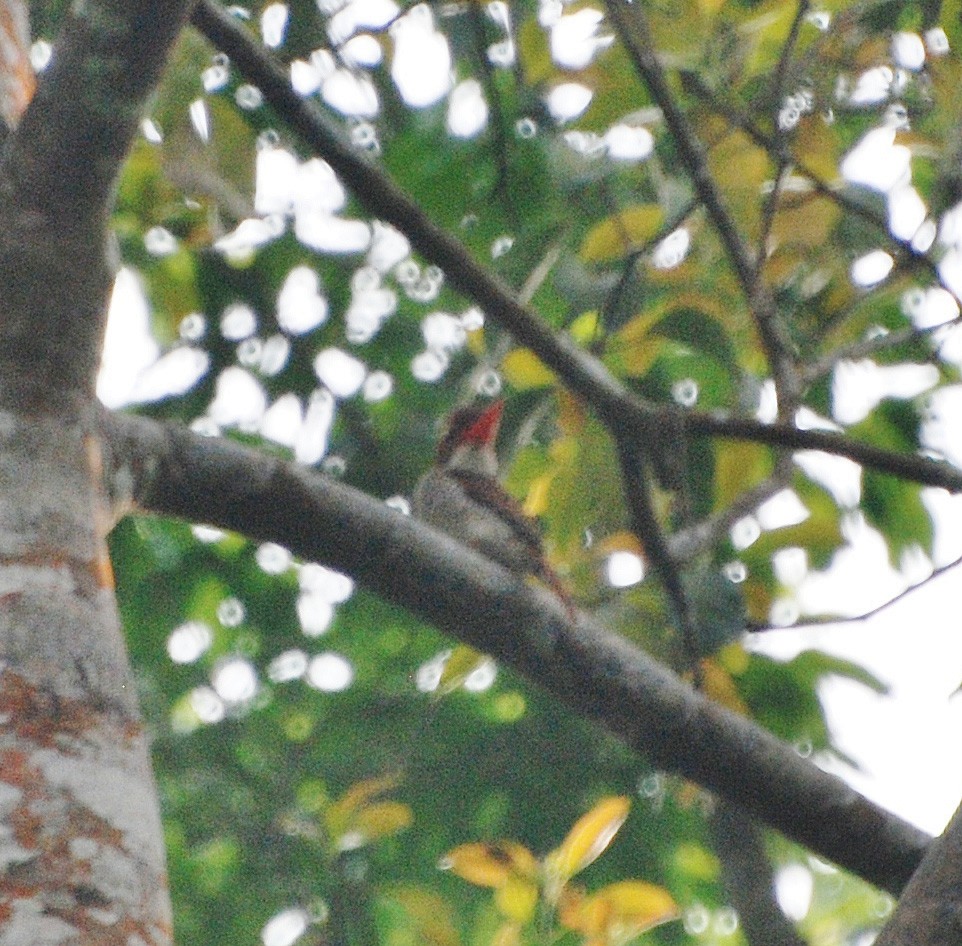 Banded Kingfisher - ML53177021