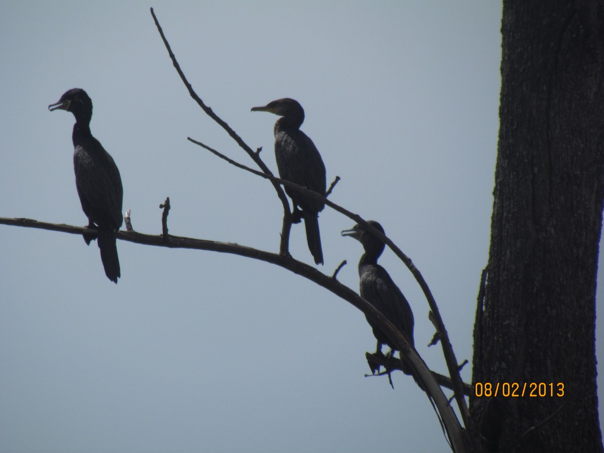 Neotropic Cormorant - ML531770351