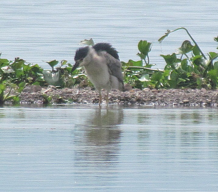 Black-crowned Night Heron - ML531770421