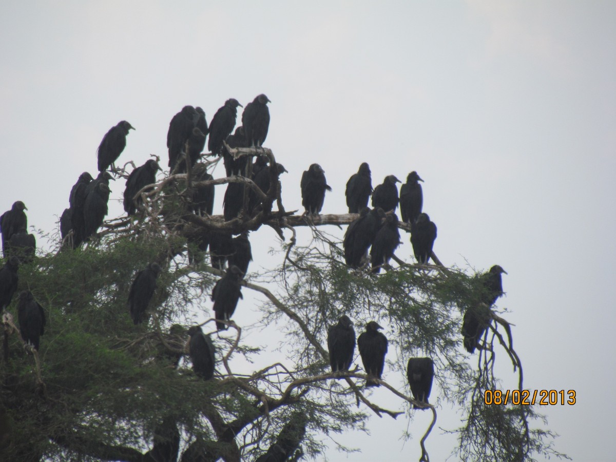 Black Vulture - ML531770591