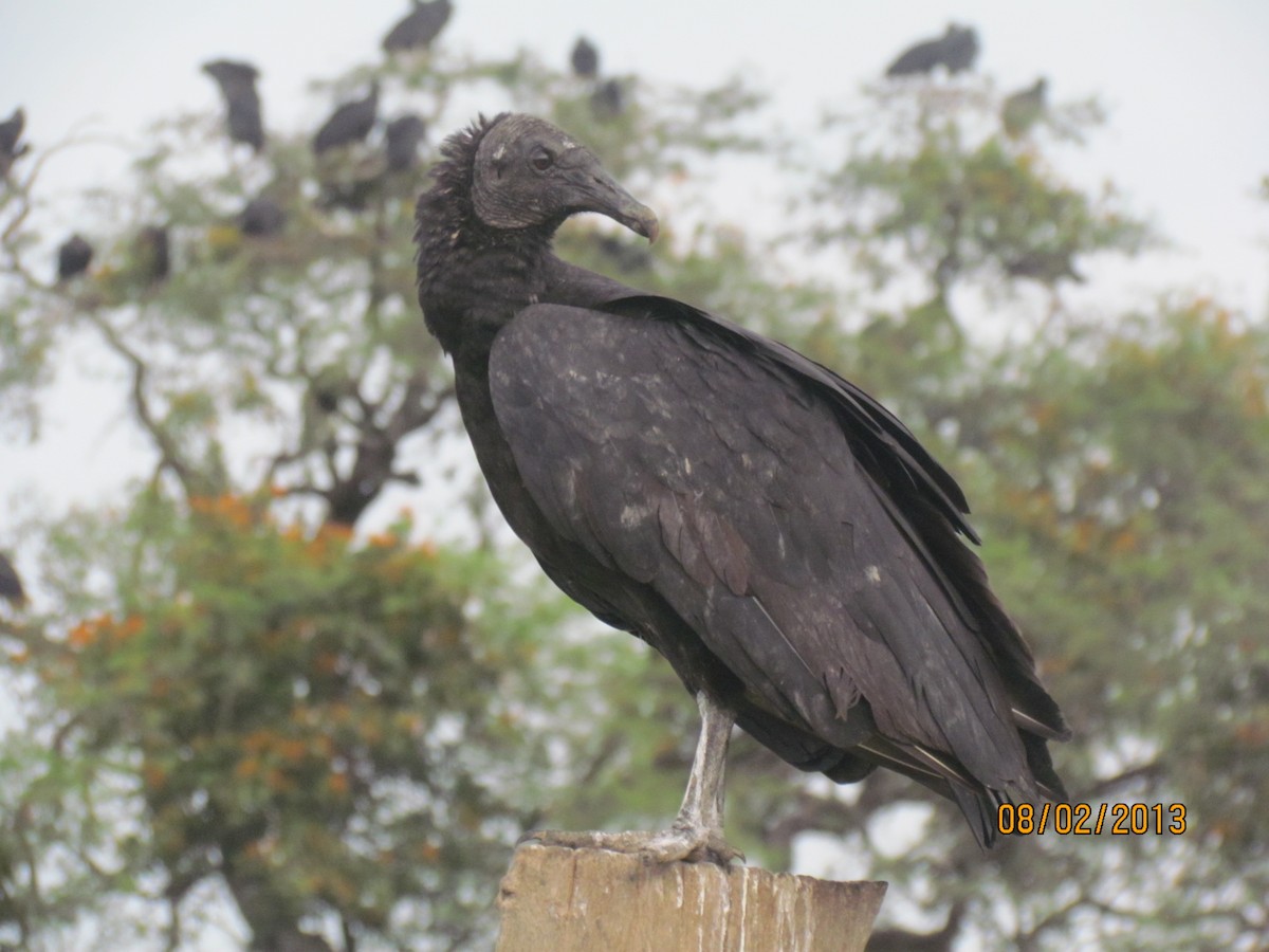 Black Vulture - ML531770601