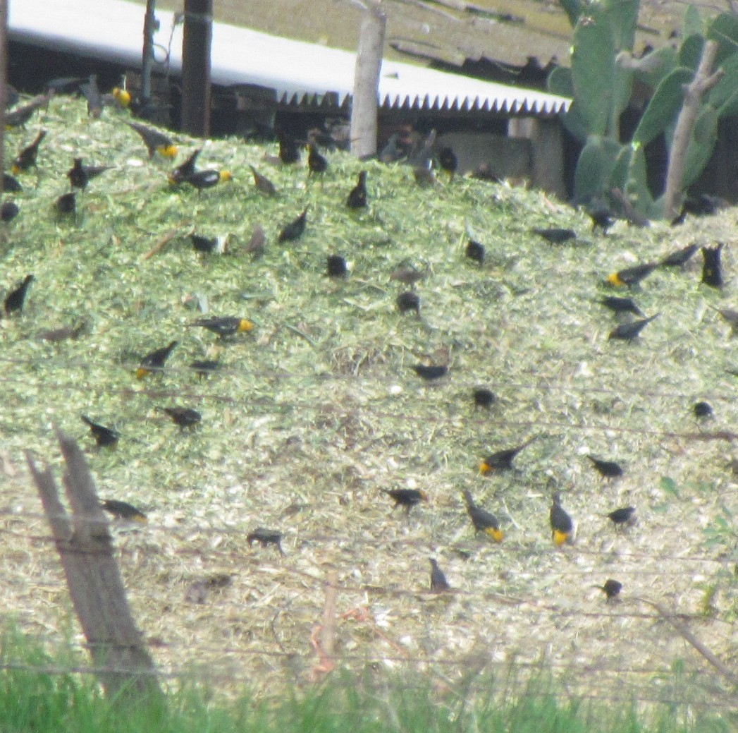 Yellow-headed Blackbird - ML531770701