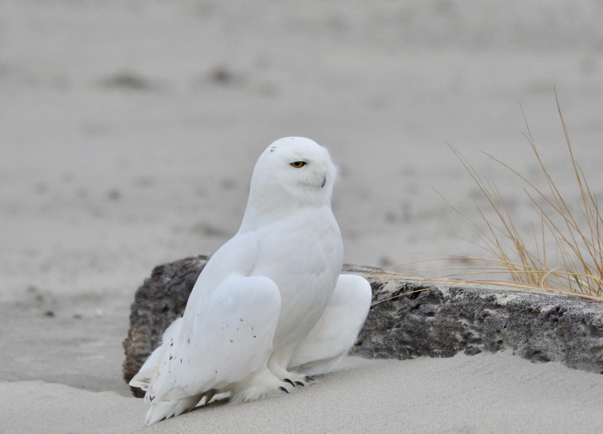 Snowy Owl - ML531771351