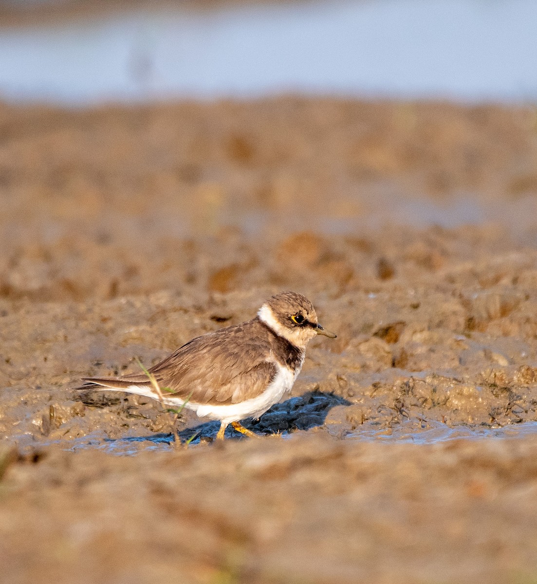 Little Ringed Plover - ML531771961