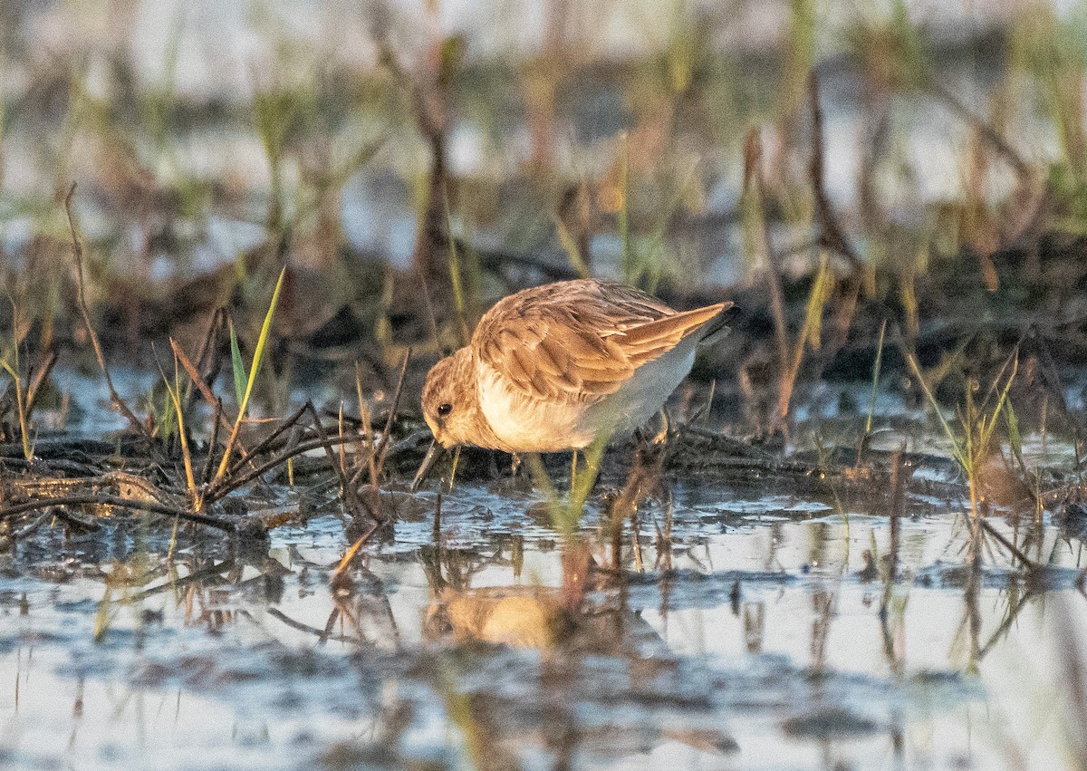 Zwergstrandläufer - ML531772211