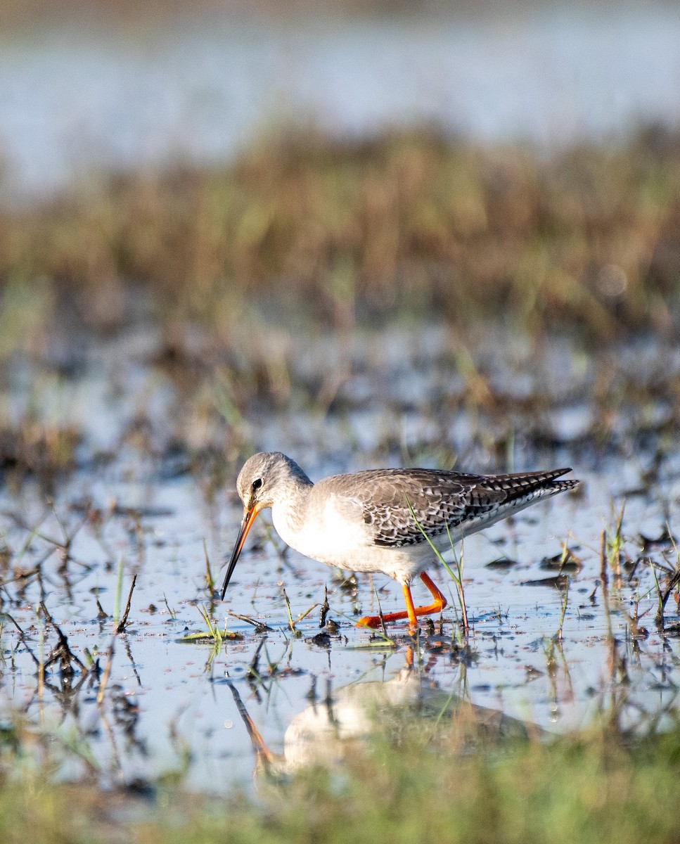 Spotted Redshank - ML531772311