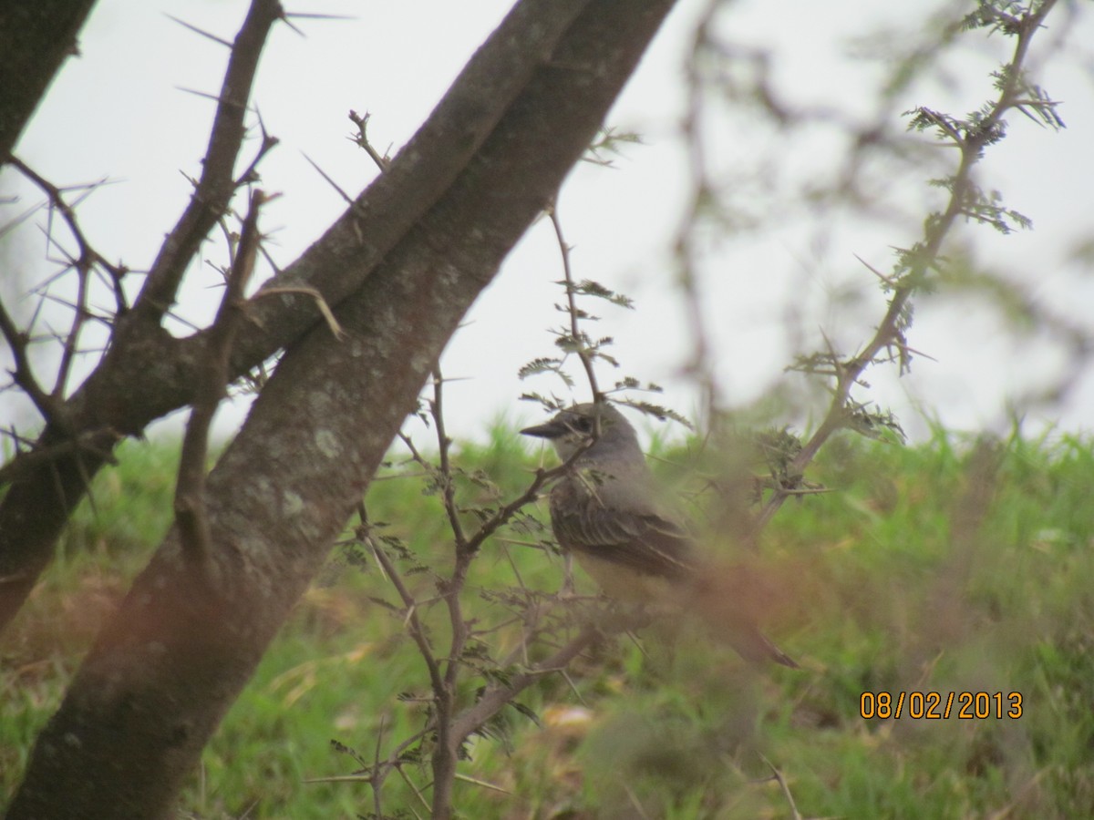 Cassin's Kingbird - ML531772961