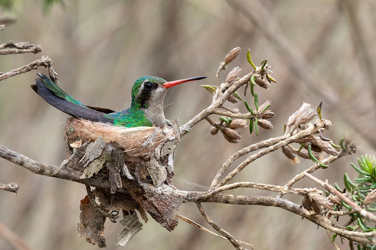 Glittering-bellied Emerald - Alexandre Gualhanone