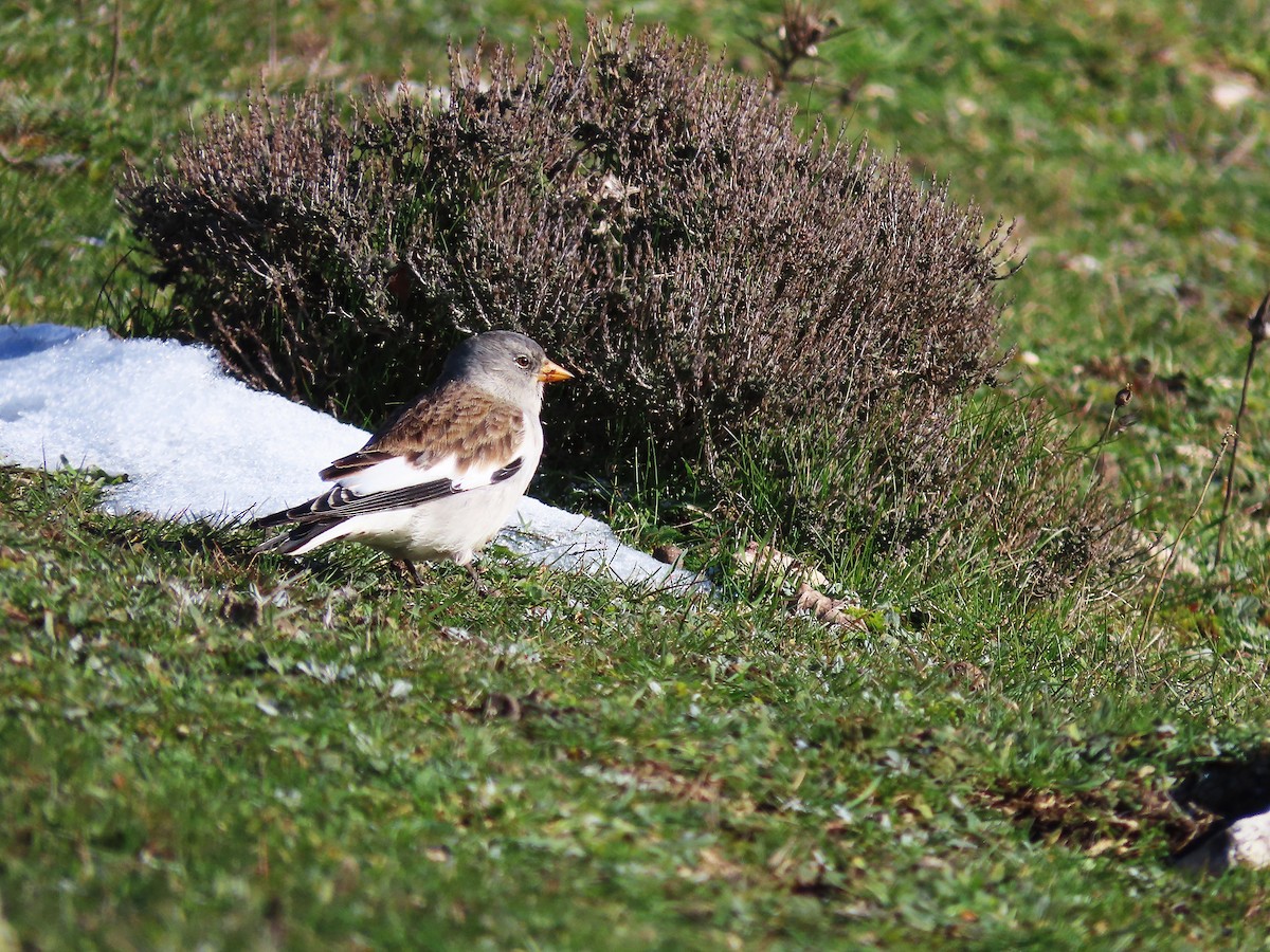 White-winged Snowfinch - ML531773761