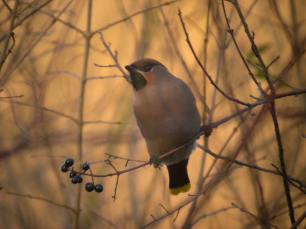 Bohemian Waxwing - ML531774311