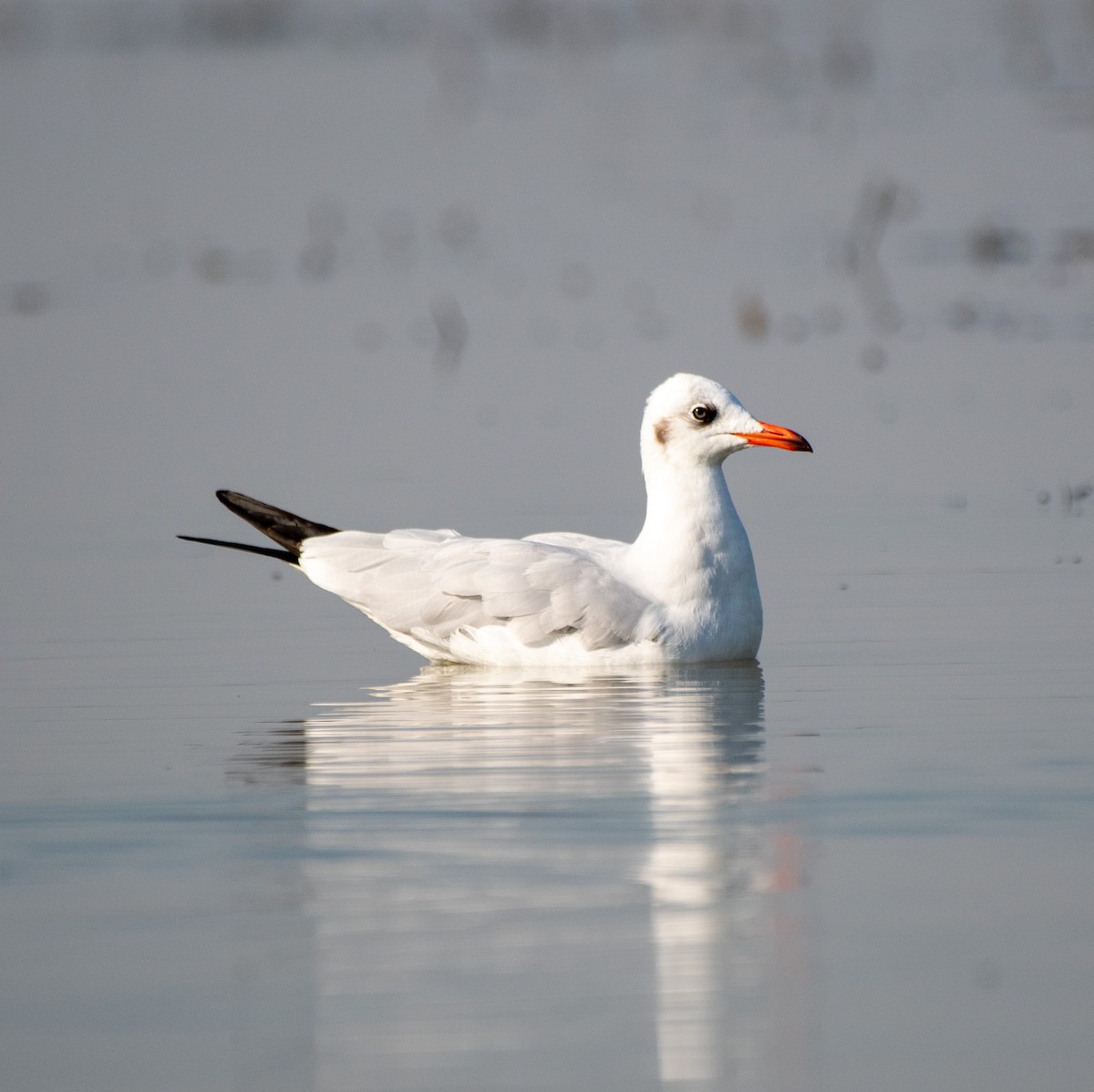 Brown-headed Gull - ML531774811