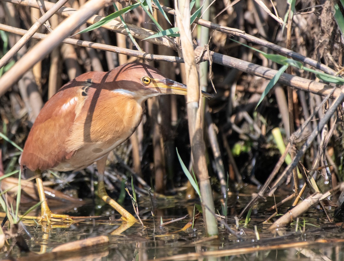 Cinnamon Bittern - ML531775131