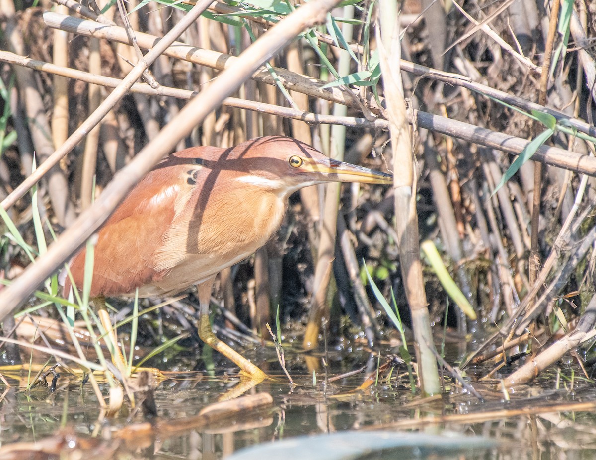 Cinnamon Bittern - Bhupinderjit  Kaur Waraich