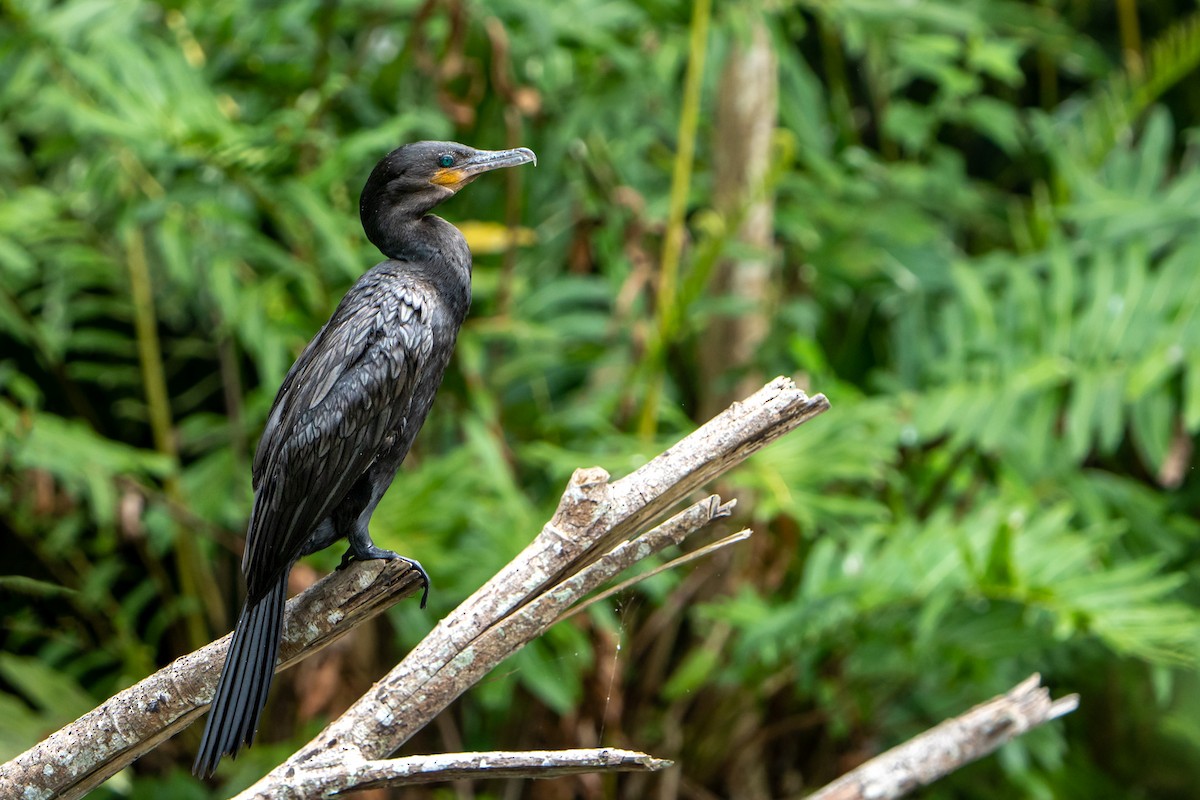 Neotropic Cormorant - ML531775191