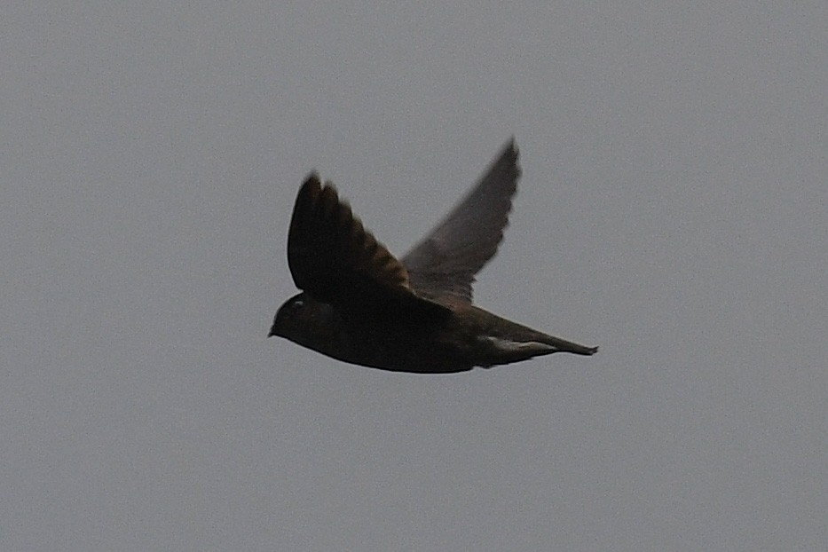 Himalayan Swiftlet - ML531775301