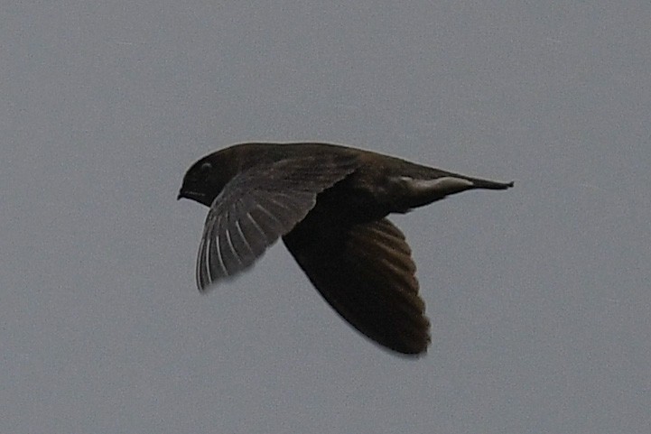 Himalayan Swiftlet - ML531775311