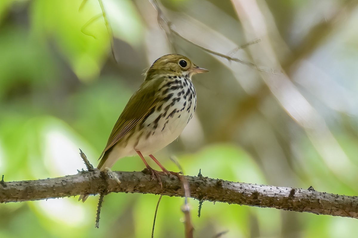 Ovenbird - ML531775501