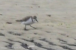 Сянби элсэг - ML531775541